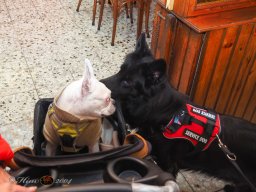 Der Dornbacher im GH Timo am 11.10.2025